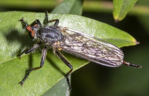 Neoitamus sp.