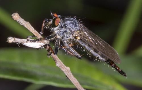 Neoitamus sp.