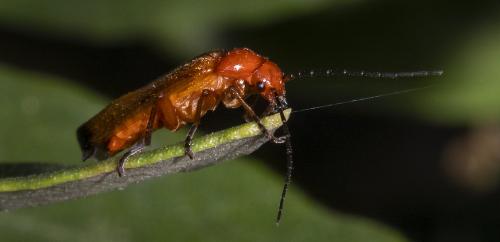 Réf. 234 997 : Rhagonycha fulva