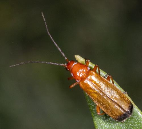 Rhagonycha fulva