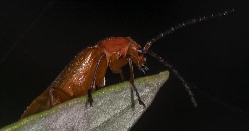 Rhagonycha fulva