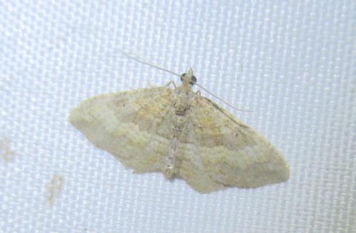 Réf. 234 560 : Nycterosea obstipata