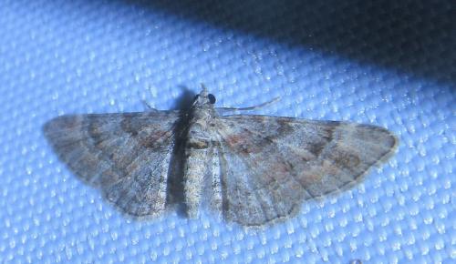Réf. 234 559 : Gymnoscelis rufifasciata
