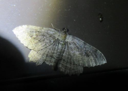 Philereme transversata