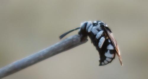 Réf. 234 345 : Thyreus sp.
