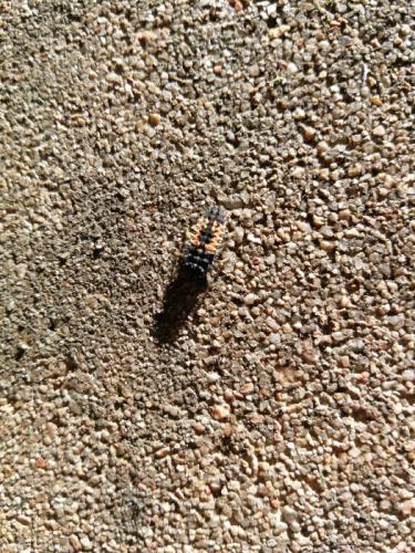 Harmonia axyridis