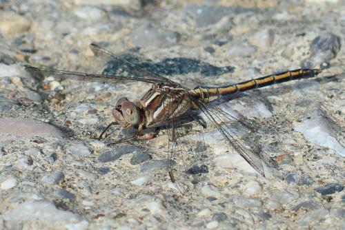 Orthetrum taeniolatum