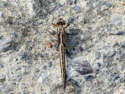 Orthetrum taeniolatum