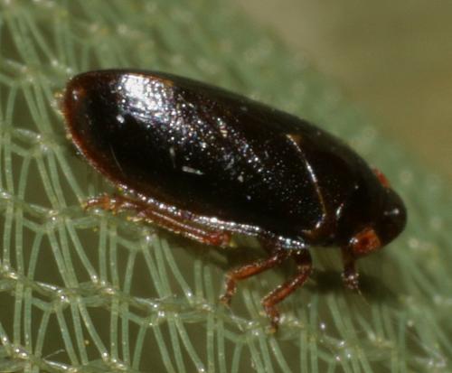 Réf. 234 409 : Tettigometra (baranii-longicornis)
