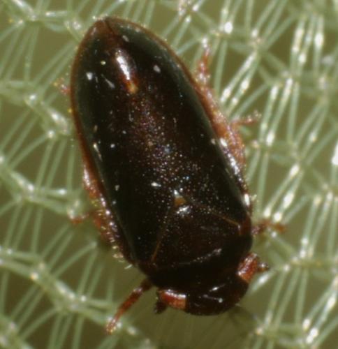 Tettigometra (baranii-longicornis)
