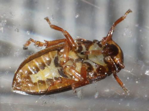 Tettigometra (baranii-longicornis)