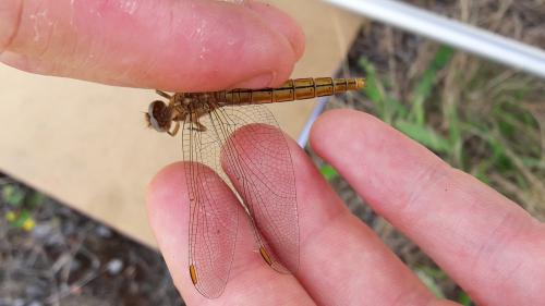 Orthetrum brunneum