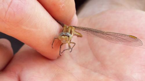 Orthetrum brunneum