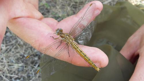 Orthetrum brunneum