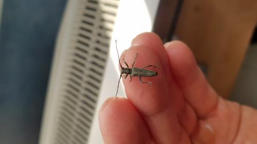 Saperda punctata