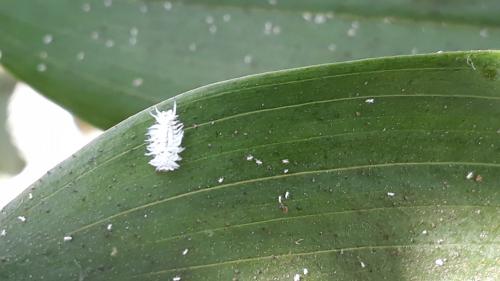 Coccinellinae