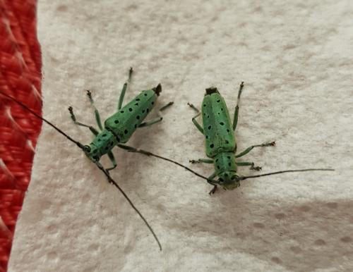 Réf. 234 295 : Saperda punctata