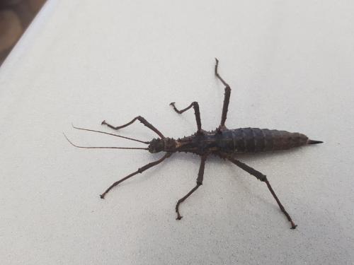 Réf. 234 406 : Aretaon asperrimus