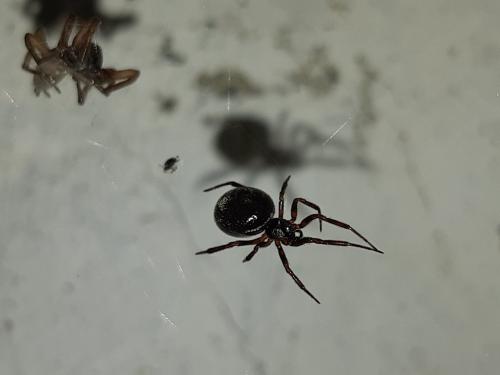 Steatoda sp.