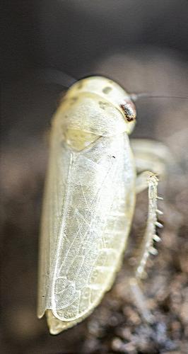 Réf. 234 225 : Macrosteles sp.