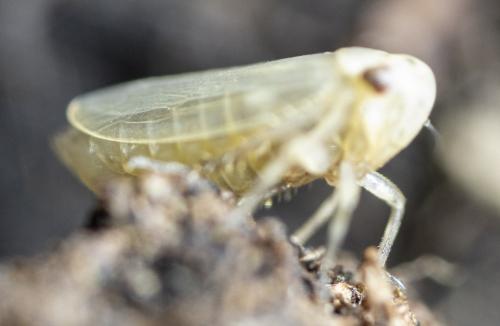 Réf. 234 226 : Macrosteles sp.
