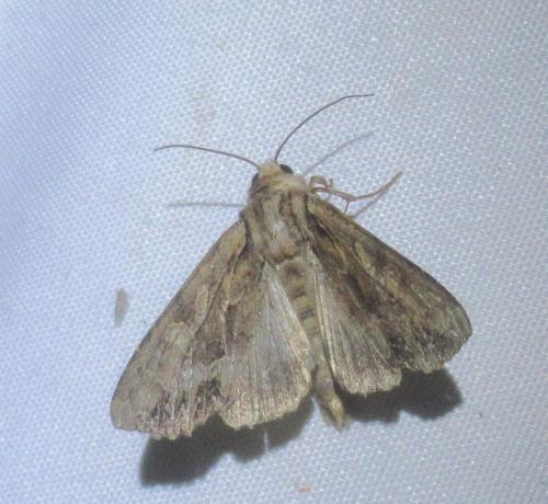 Réf. 234 562 : Apamea monoglypha