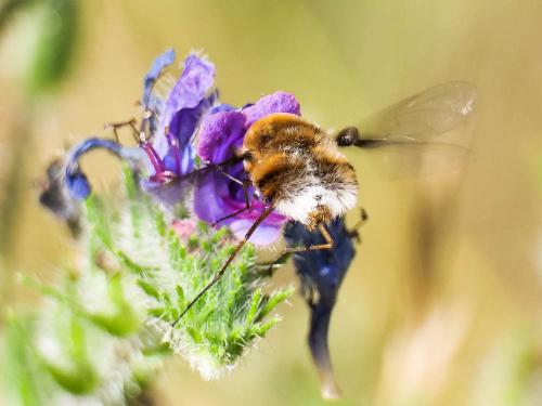 Réf. 234 241 : Bombylius cruciatus