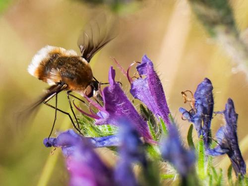 Réf. 234 243 : Bombylius cruciatus