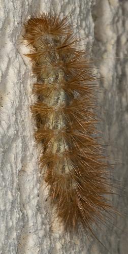 Diaphora mendica