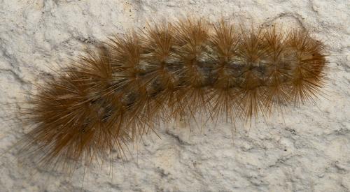 Diaphora mendica
