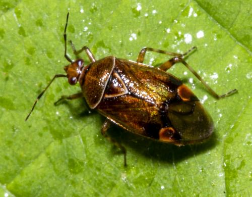Réf. 234 381 : Deraeocoris flavilinea