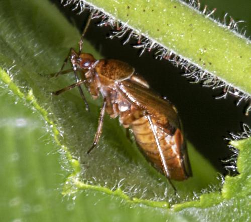 Réf. 234 382 : Deraeocoris flavilinea