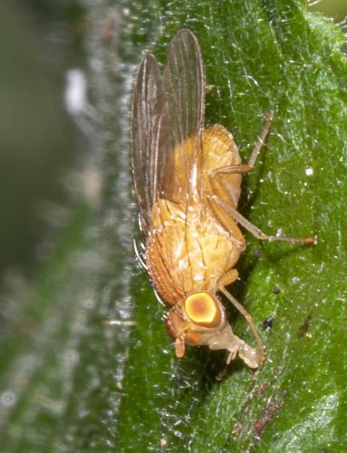 Réf. 234 378 : Sapromyzosoma quadricincta