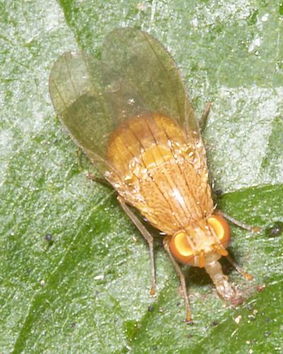 Réf. 234 379 : Sapromyzosoma quadricincta
