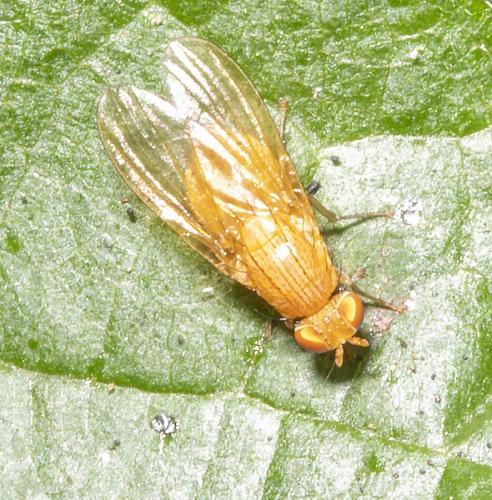 Sapromyzosoma quadricincta