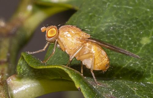 Sapromyzosoma quadricincta
