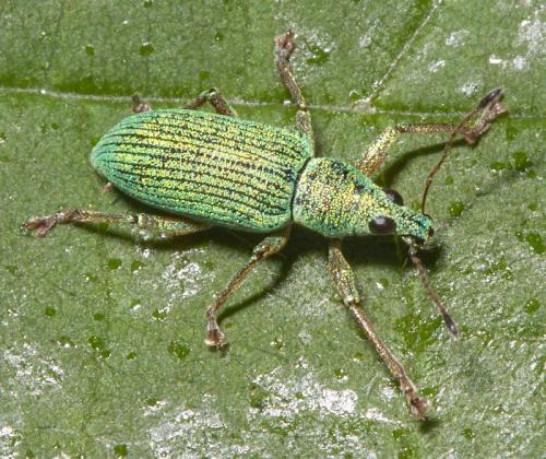 Polydrusus formosus