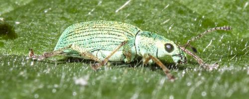 Polydrusus formosus