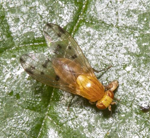 Homoneura sp.