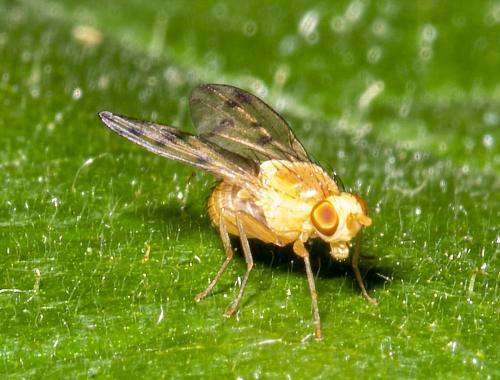 Réf. 234 426 : Homoneura sp.