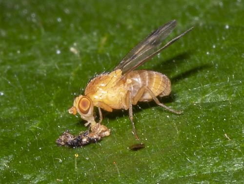 Homoneura sp.