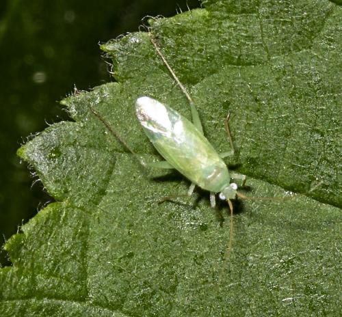 Blepharidopterus diaphanus