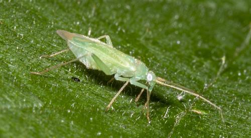 Blepharidopterus diaphanus