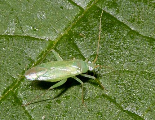 Blepharidopterus diaphanus