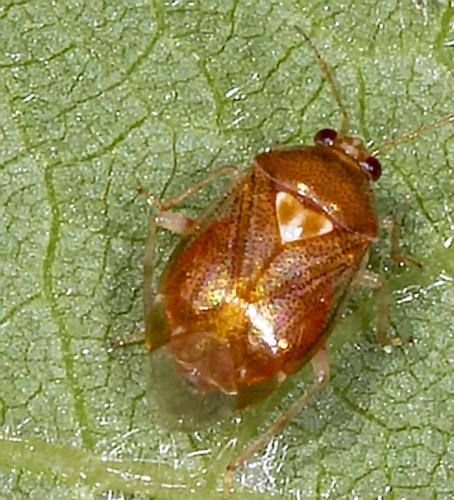 Réf. 234 596 : Deraeocoris lutescens
