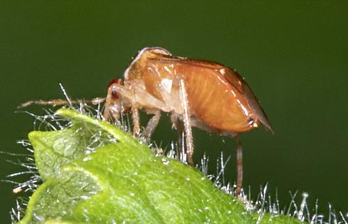 Deraeocoris lutescens