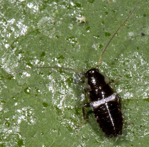 Planuncus vinzi