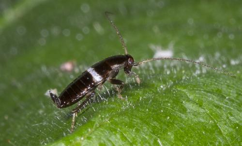 Planuncus vinzi