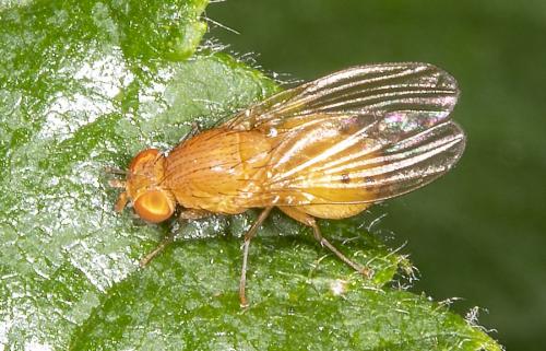 Sapromyzosoma laevatrispina