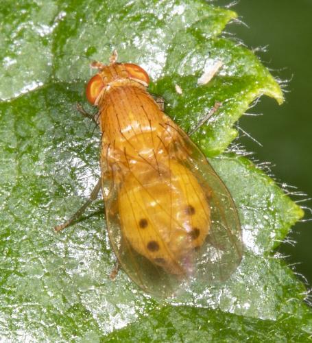 Sapromyzosoma laevatrispina